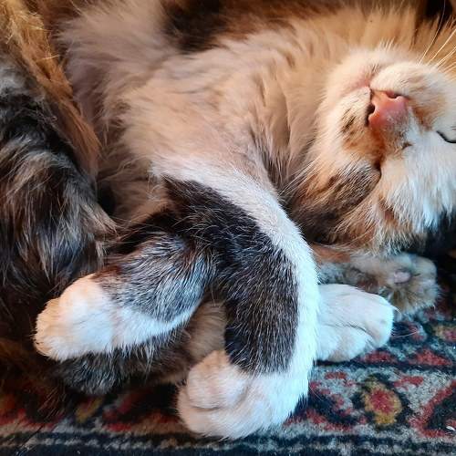 Photo #7680558