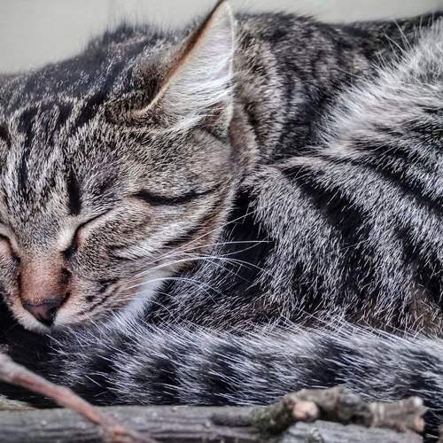 Photo #7681030