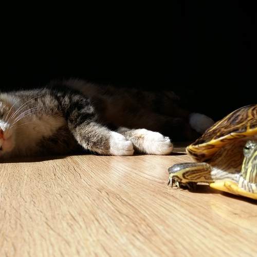 Photo #7682937