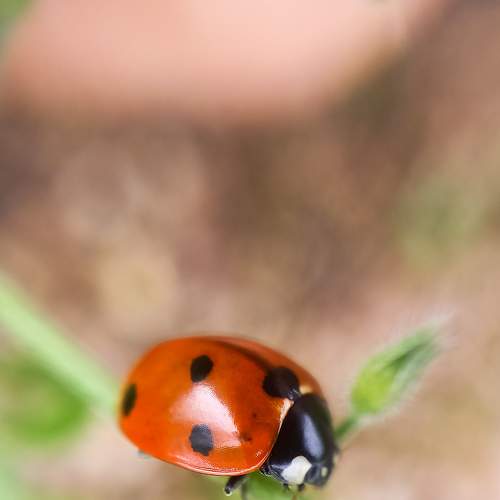 Photo #7683615