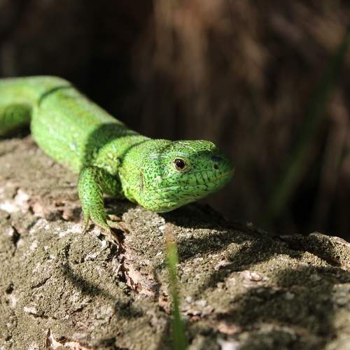 Photo #7684226