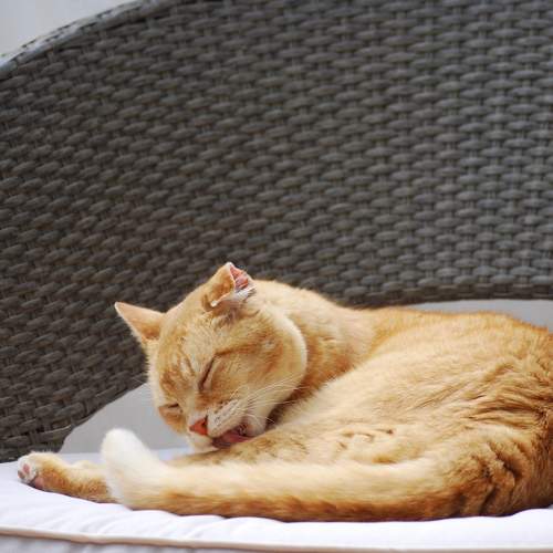Photo #7684482