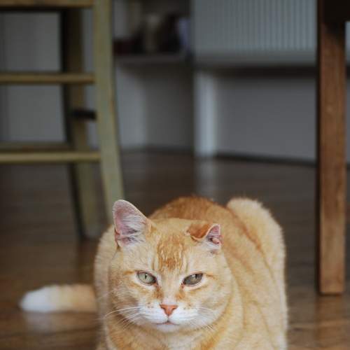 Photo #7684519
