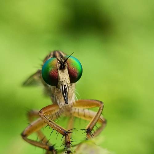 Photo #7685338