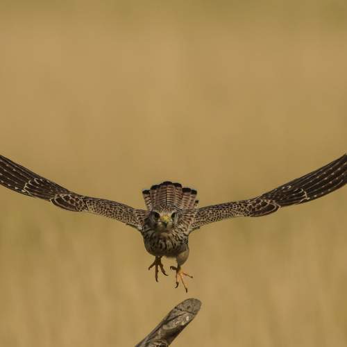 Photo #7685357