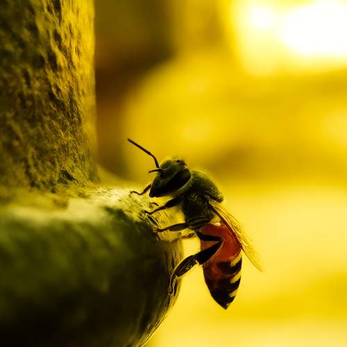 Photo #7685568