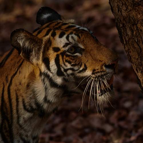 Kajari Female Tigress on morning stroll.