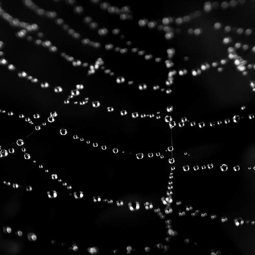 Spider Web