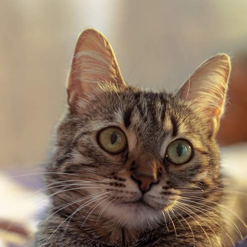 Photo #7688015