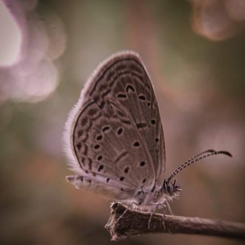 Photo #7688347