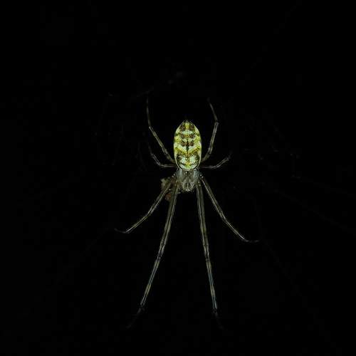 Orchard spider