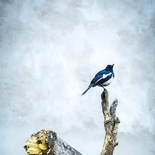Photo #7690570