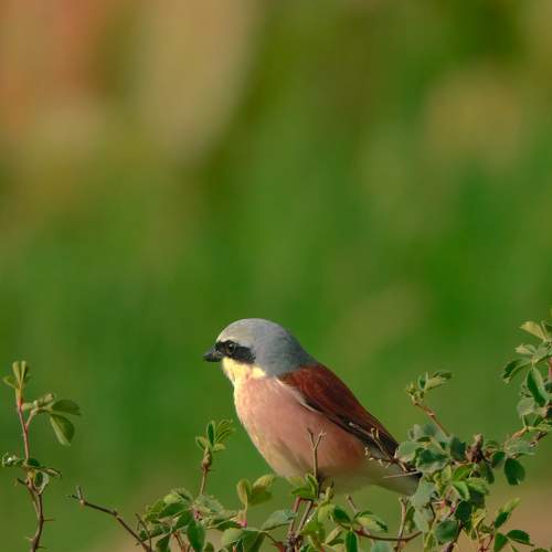 Photo #7691150