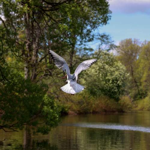 Photo #7691251