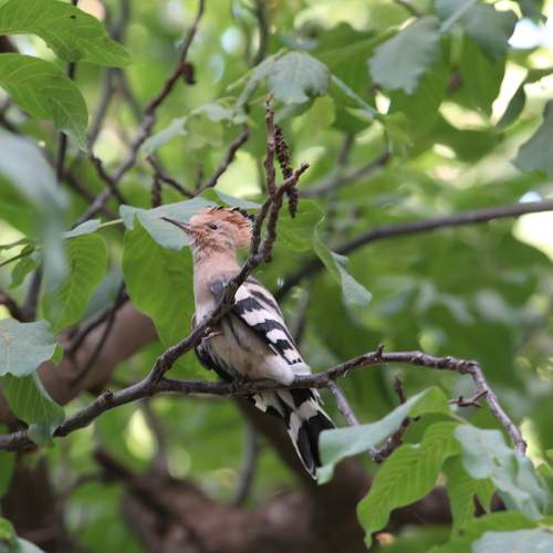 woodpecker