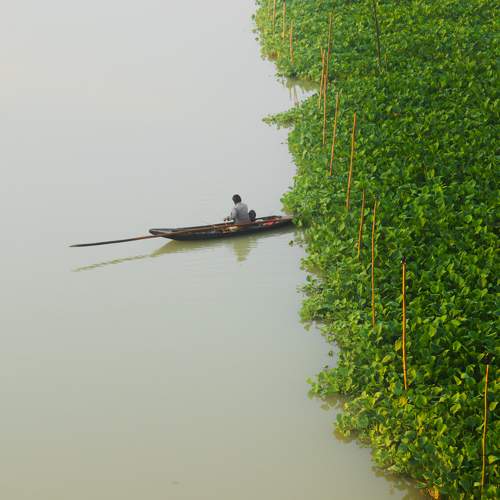 Traditional Fishing Technique in Bangladesh.