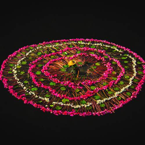 Traditional technique of harvesting water lilies