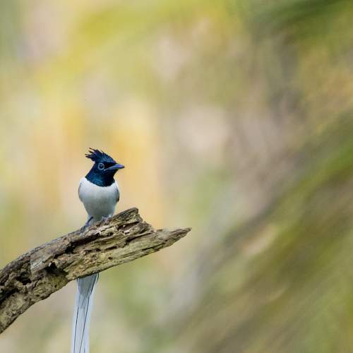 Indian paradise flycatcher