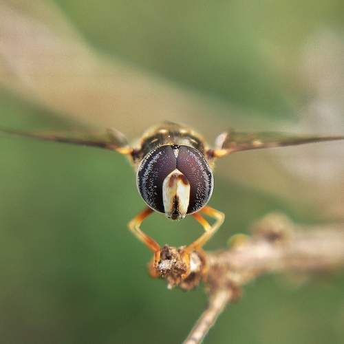 Hoverfly