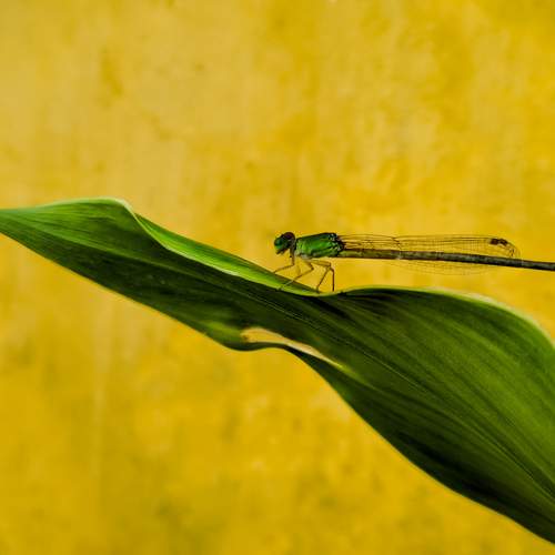 The yellow & Green