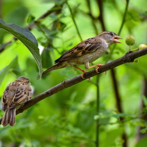Sparrows