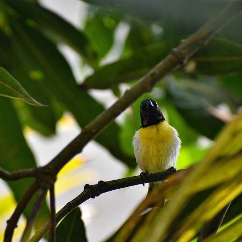 Purple-rumped sunbird