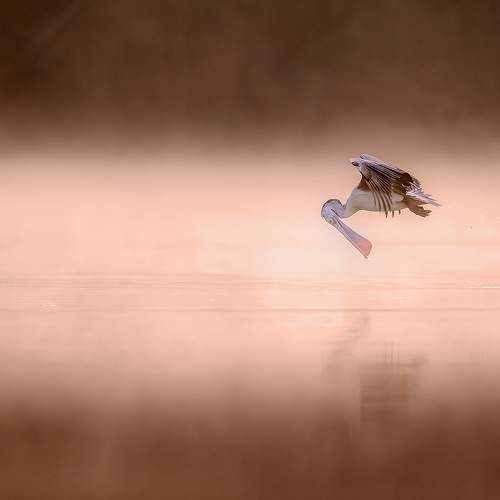 Photo #7693471