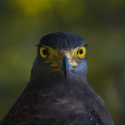 Intense