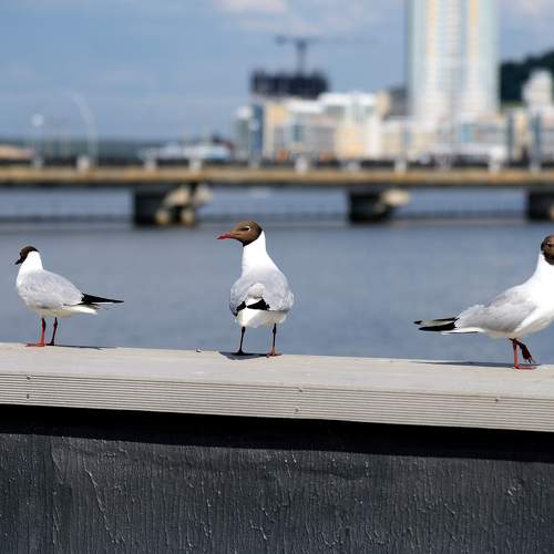 Photo #7694102