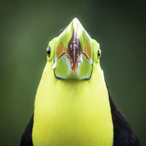 The Straight Billed