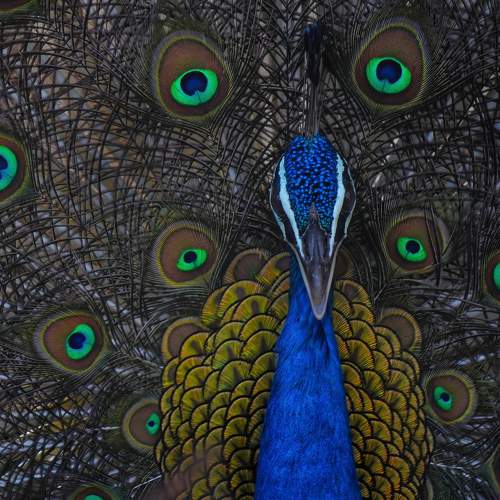 Portrait of Peacock