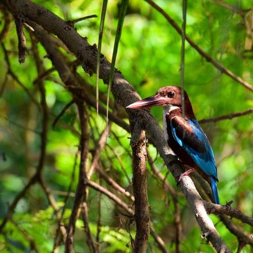 White-throated kingfisher