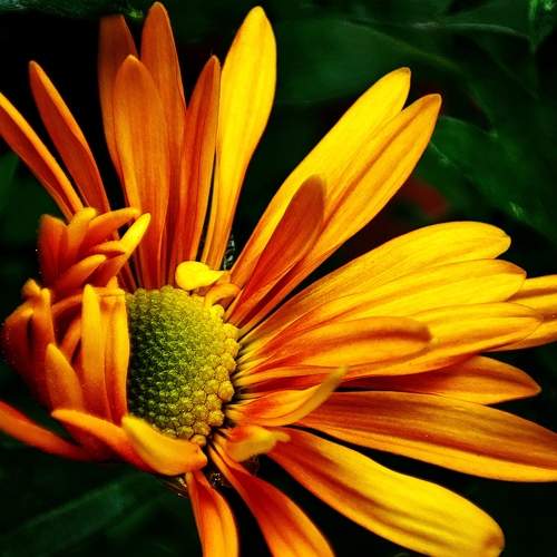 Chrysanthemum