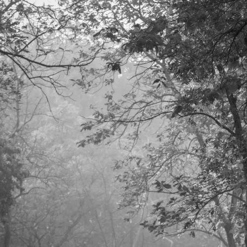 Morning at Tadoba