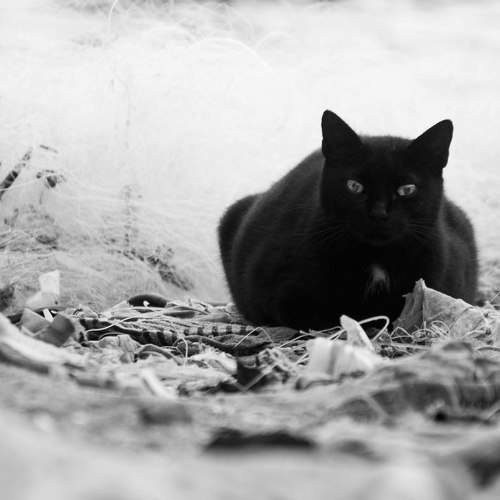 Black Cat