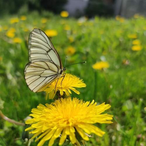 Photo #7695207