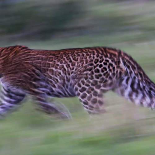 Leopard Hunting