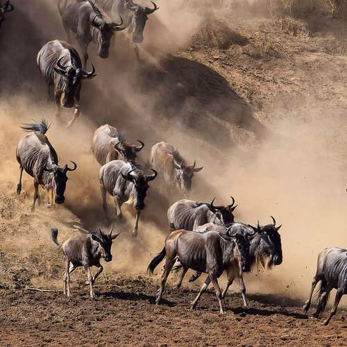 Wildbeest Migration Serengeti