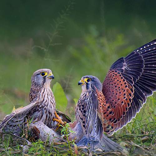 Photo #7696061