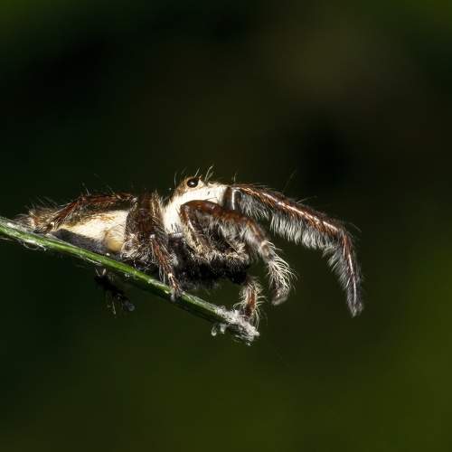 Spider on its way
