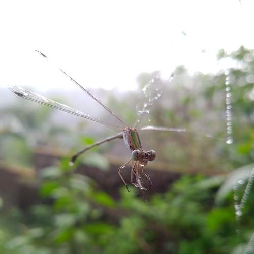 Photo #7697152