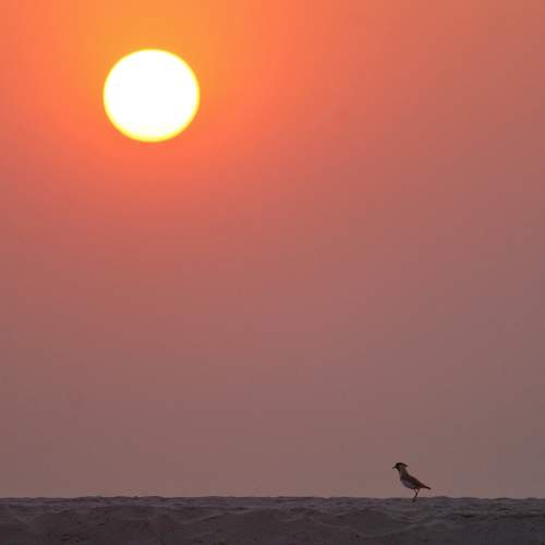 Lone