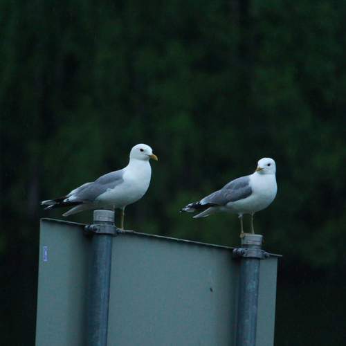 Photo #7697480