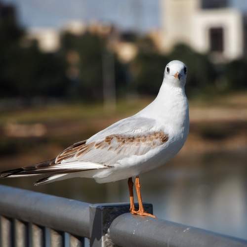 Lone bird