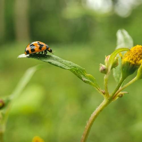 Mobile Macro
