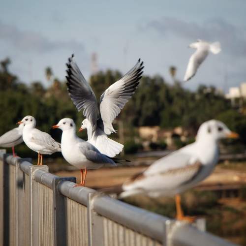Liberation