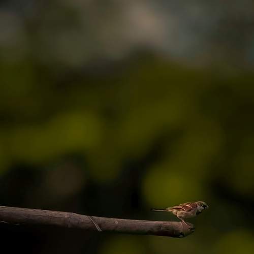 Photo #7698114