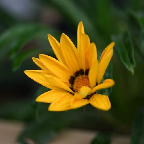 Macro photography