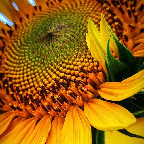 Sunflower