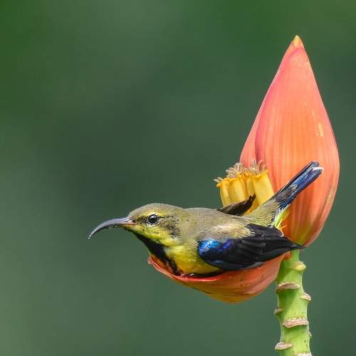 Purple Sunbird eclipse plumage